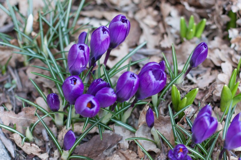 Purple crocuses in spring