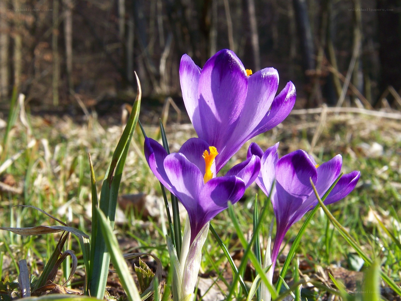 Purple crocuses in spring