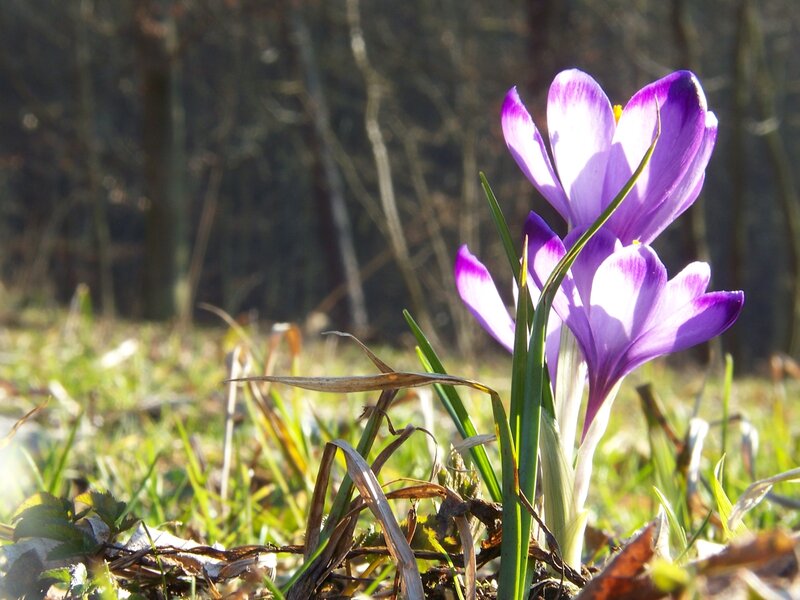 Purple crocuses in spring