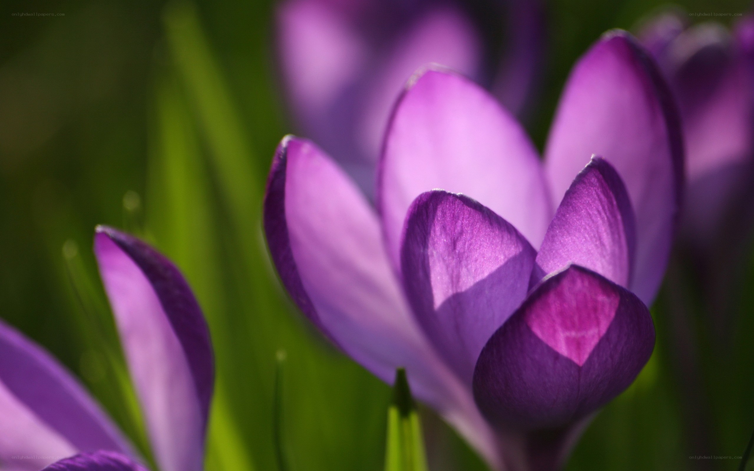 Purple crocuses in spring