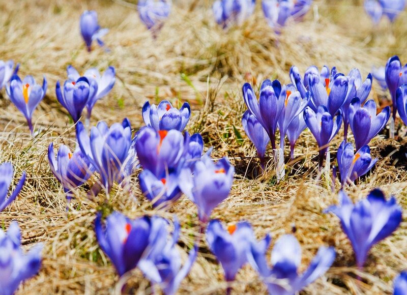 Purple crocuses in spring