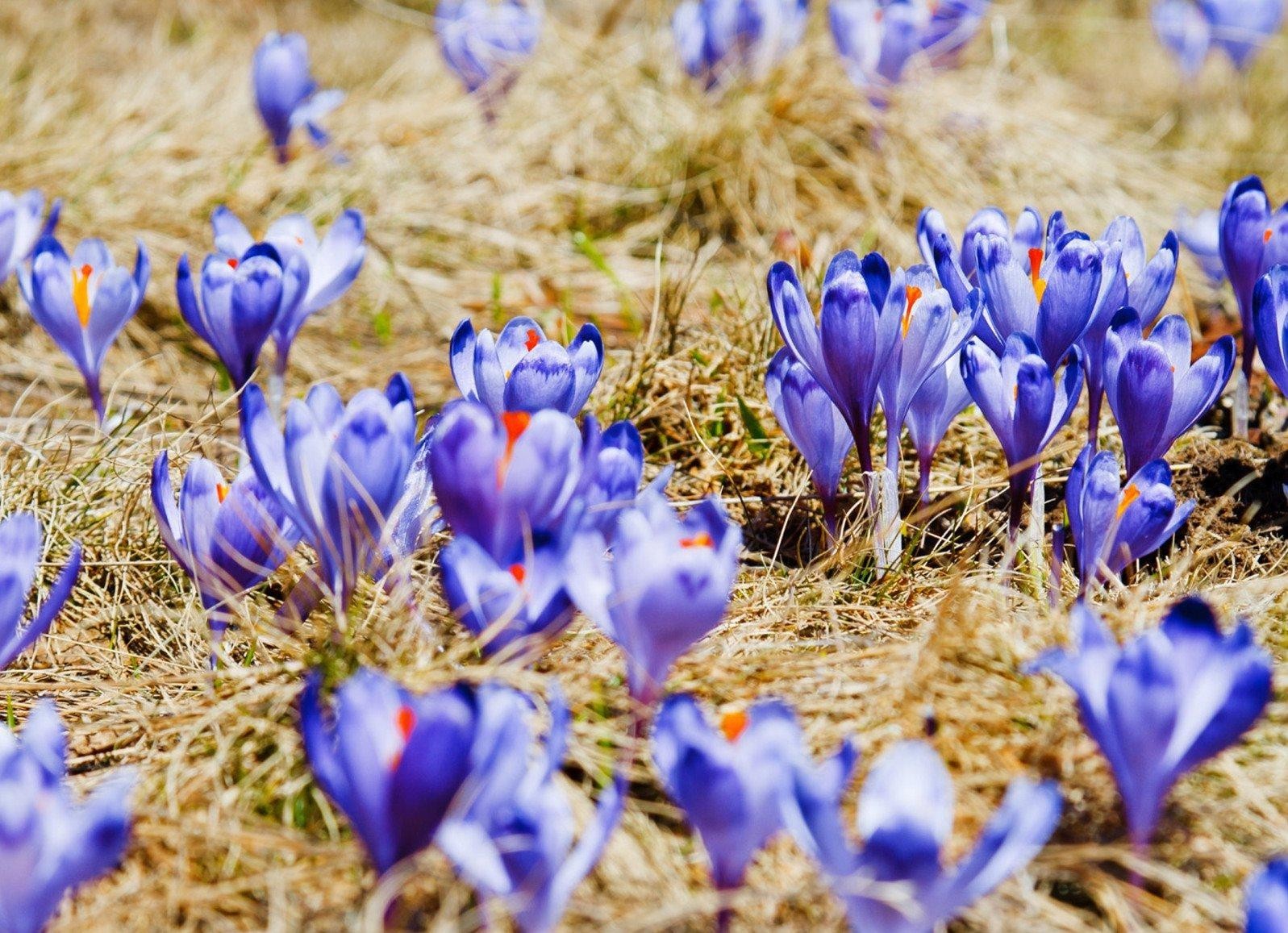 Purple crocuses in spring