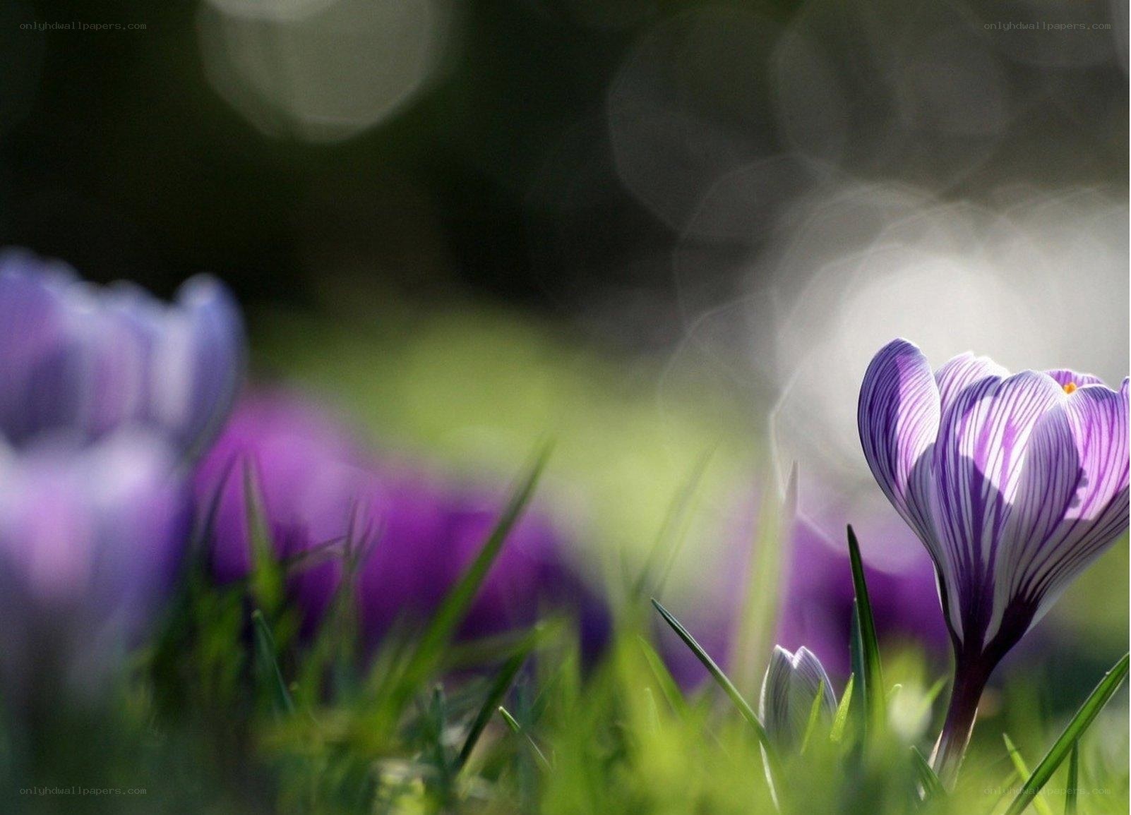 Purple crocuses in spring
