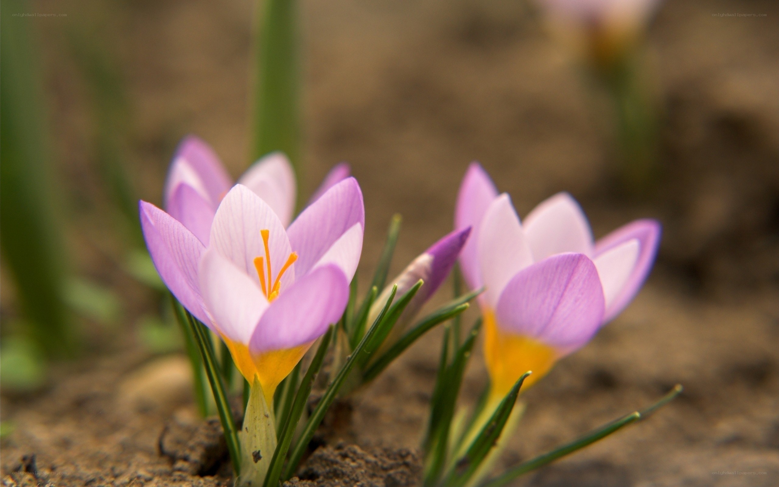 Purple crocuses in spring