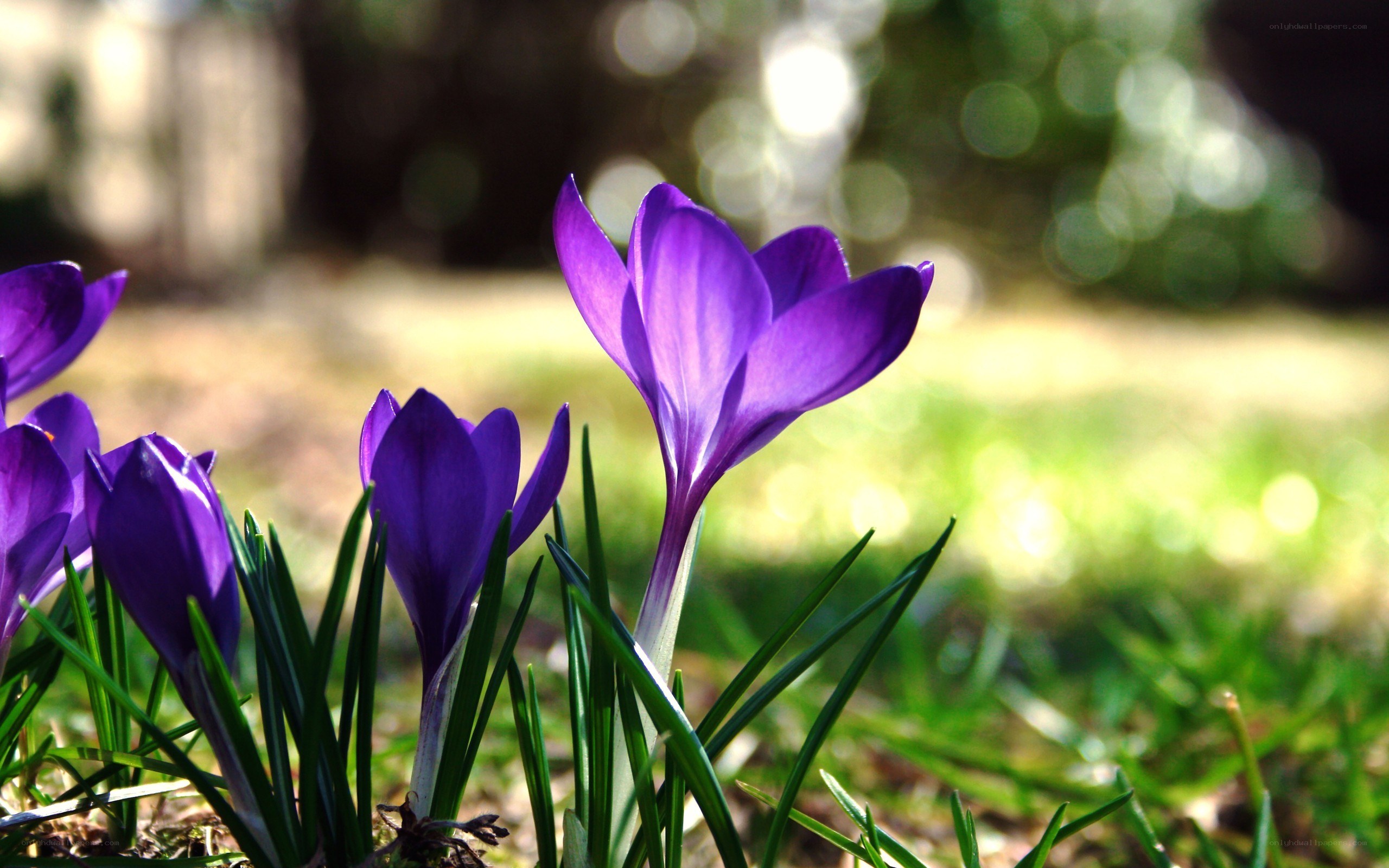 Purple crocuses in spring