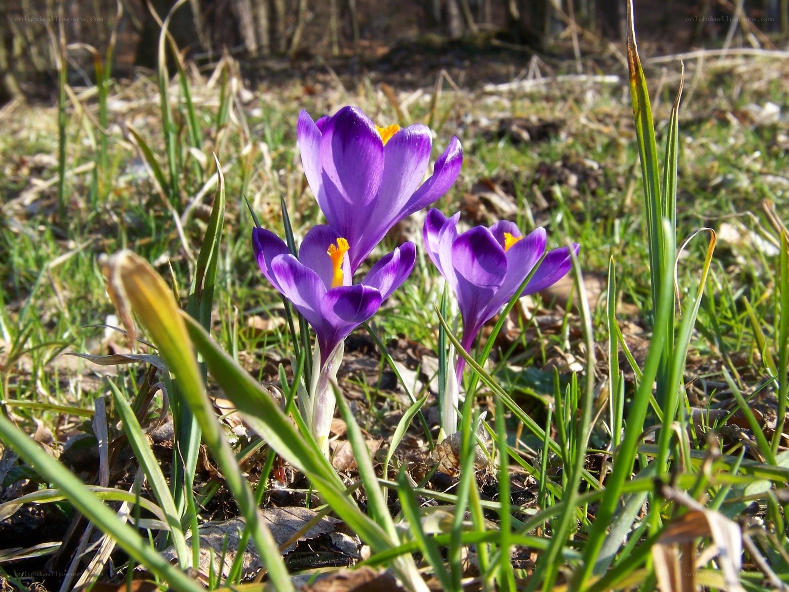 Purple crocuses in spring