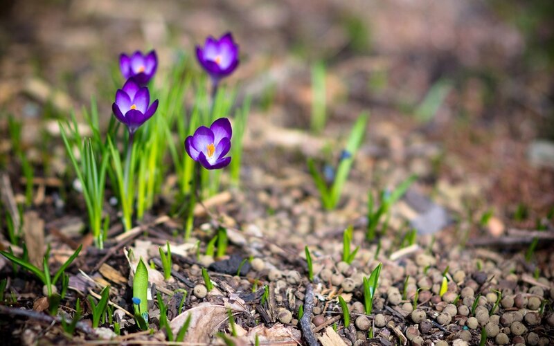 Purple crocuses in spring