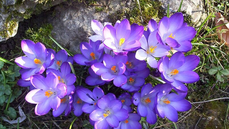 purple crocuses in spring