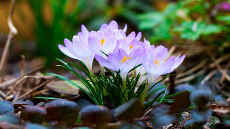 Purple crocuses in spring