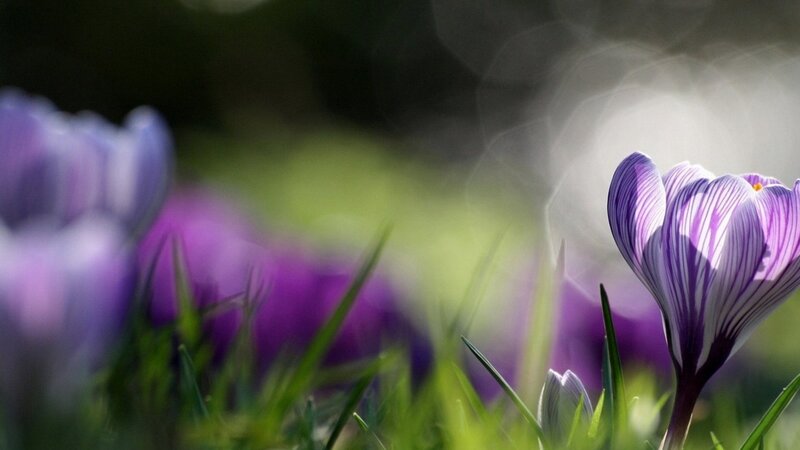 purple crocuses in spring