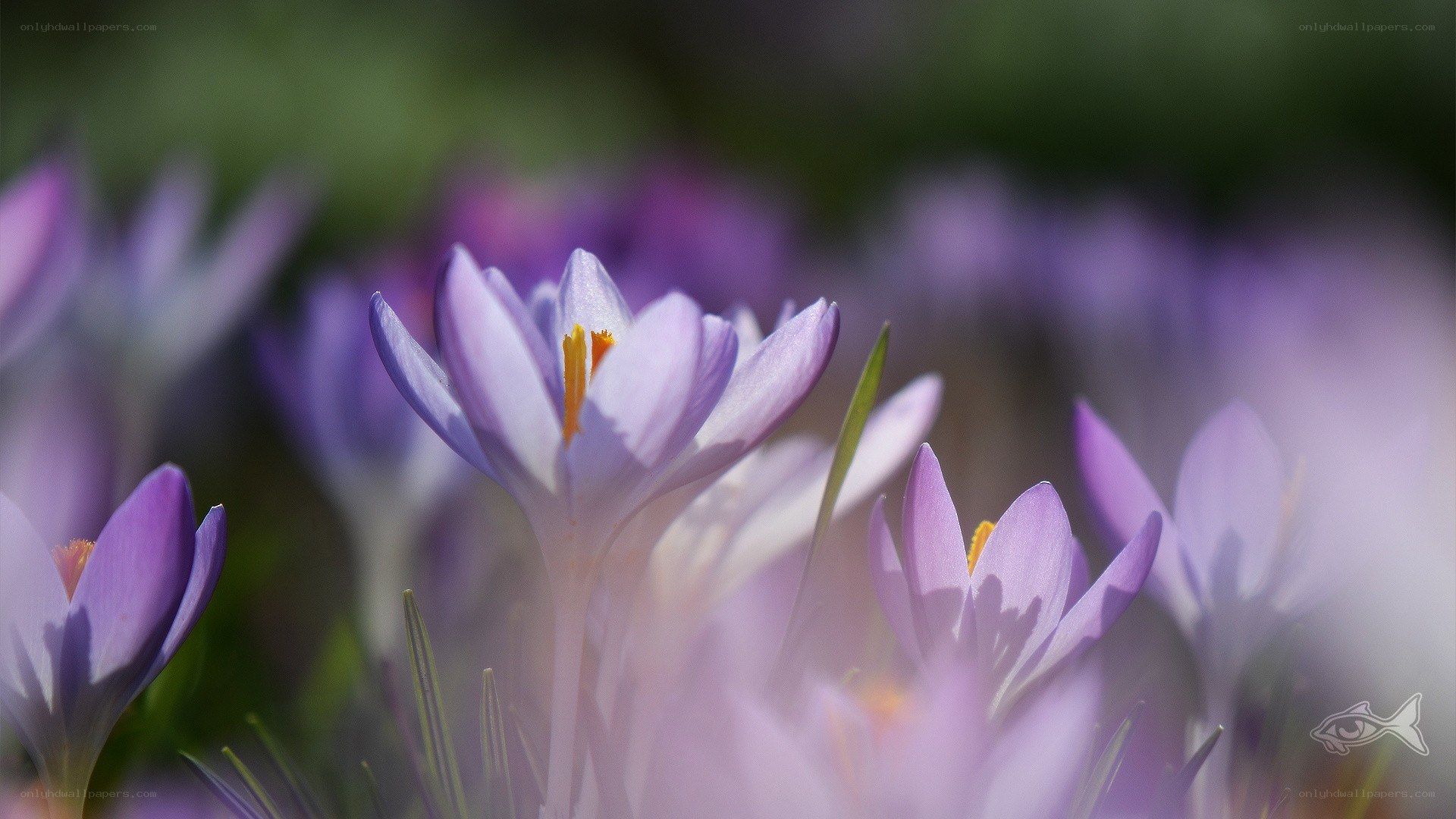 Purple crocuses in spring