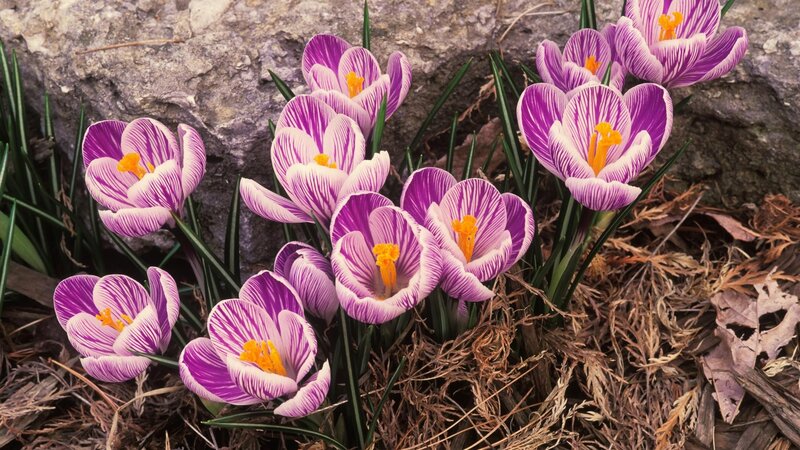 purple crocuses in spring