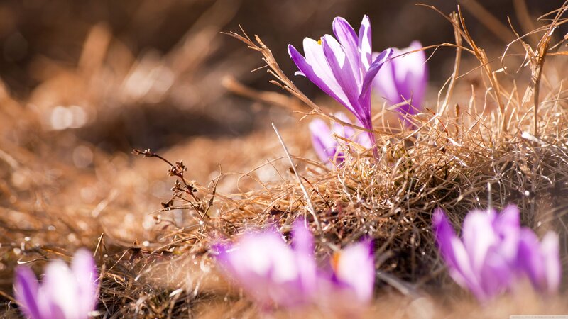 Purple crocuses in spring