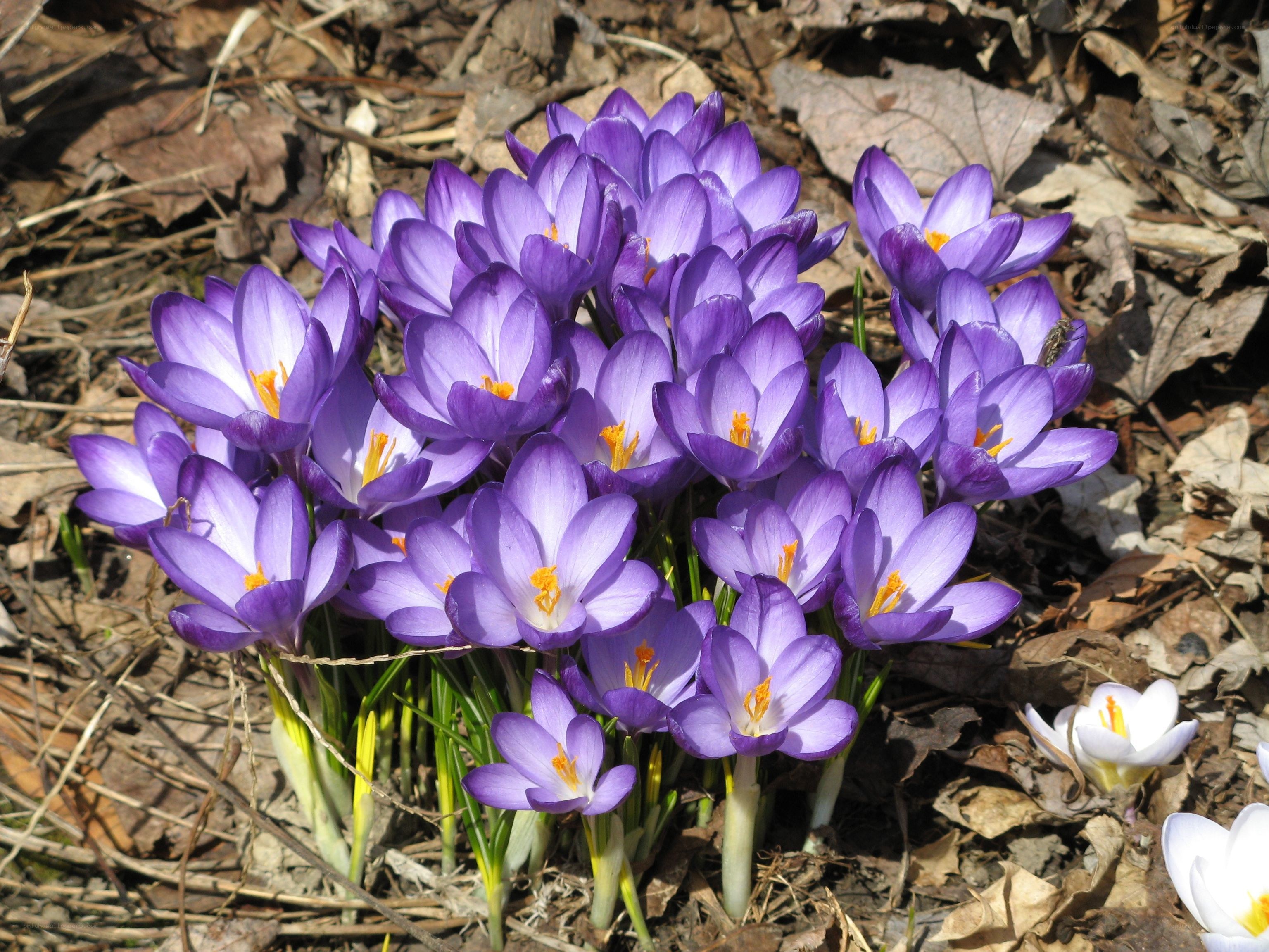 purple crocuses in spring