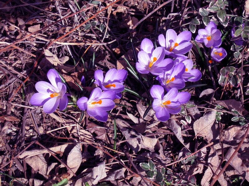 Purple crocuses in spring