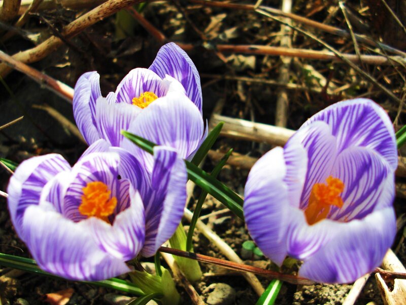 Purple crocuses in spring