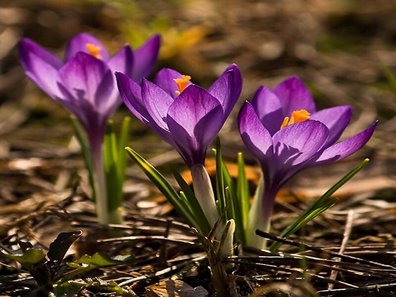 Purple crocuses in spring