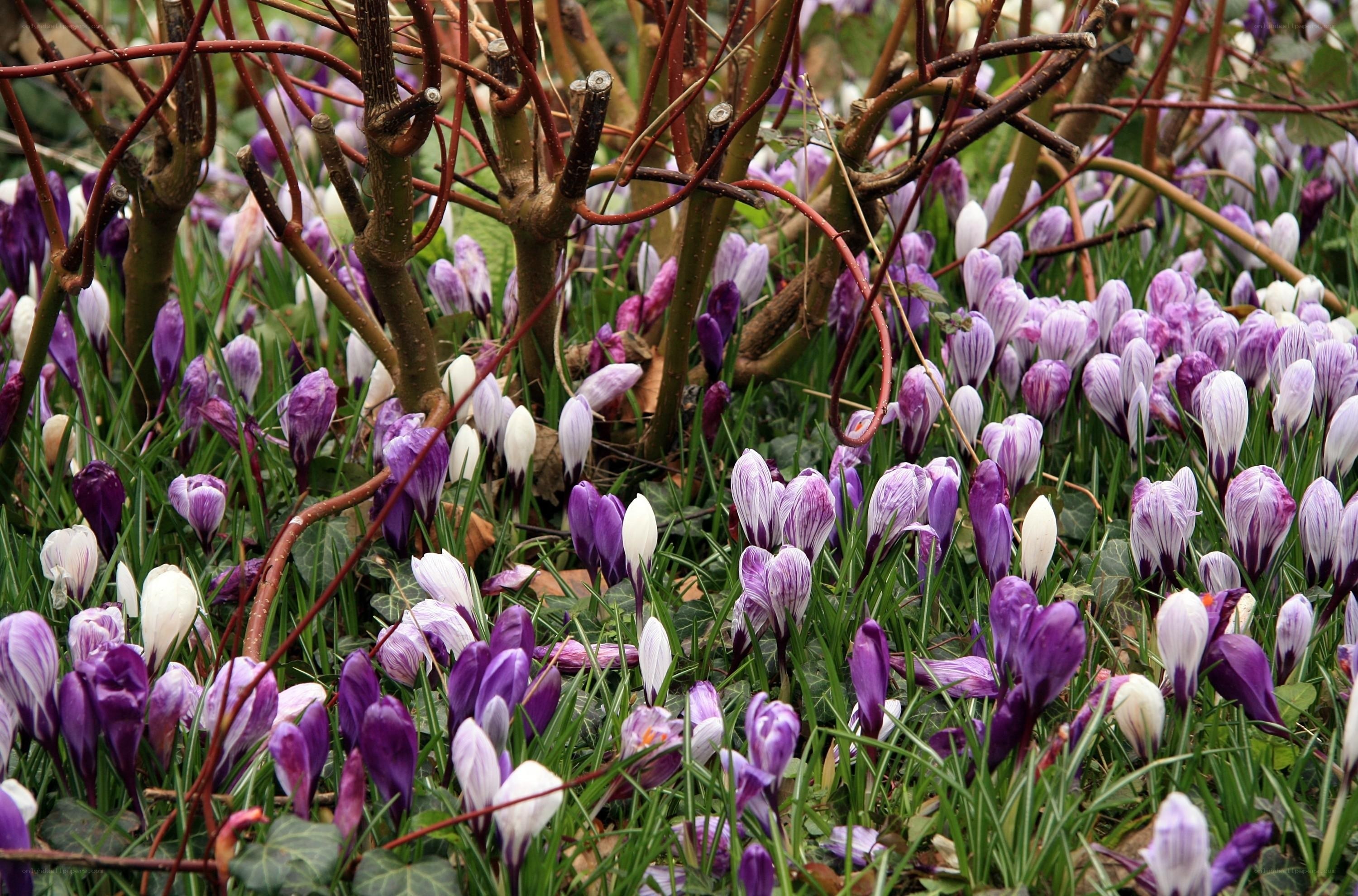 Purple crocuses in spring garden