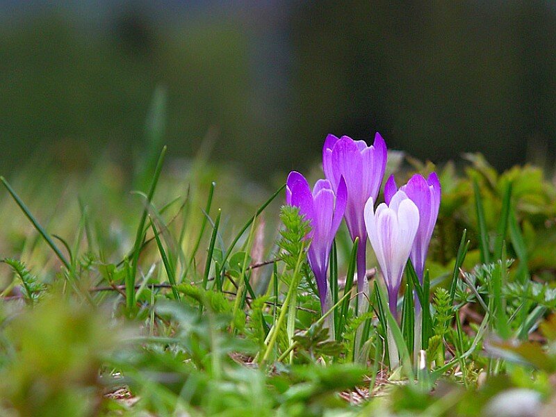Purple crocuses in spring grass