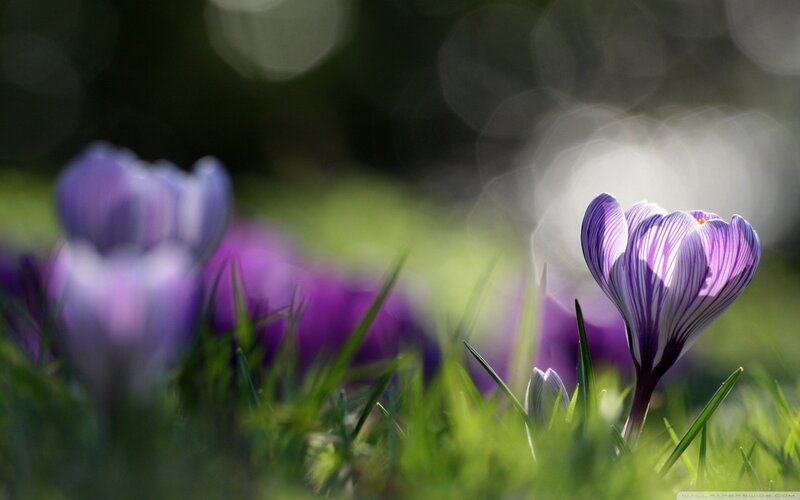 Purple crocuses in spring grass