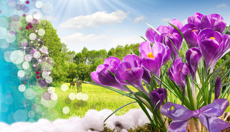 Purple Crocuses in Spring — Serene