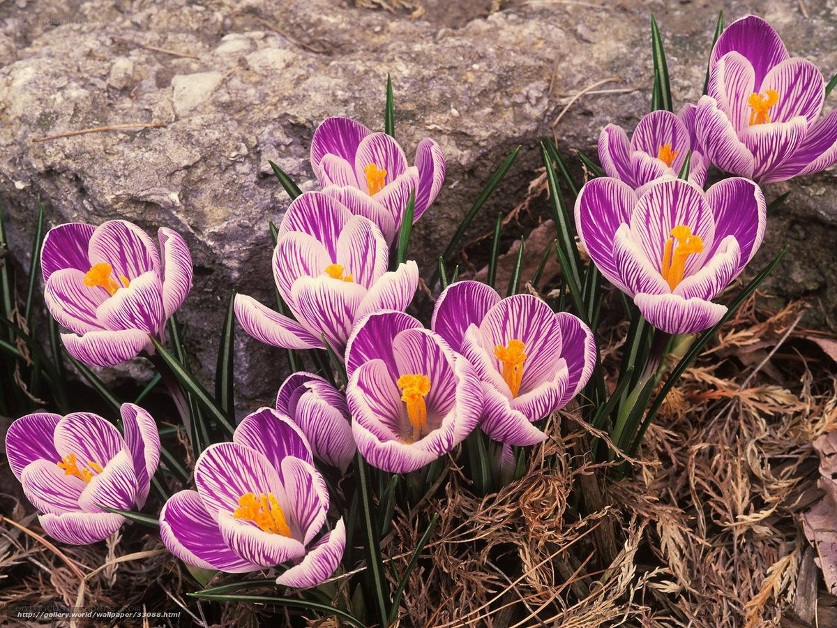 Purple crocuses in spring