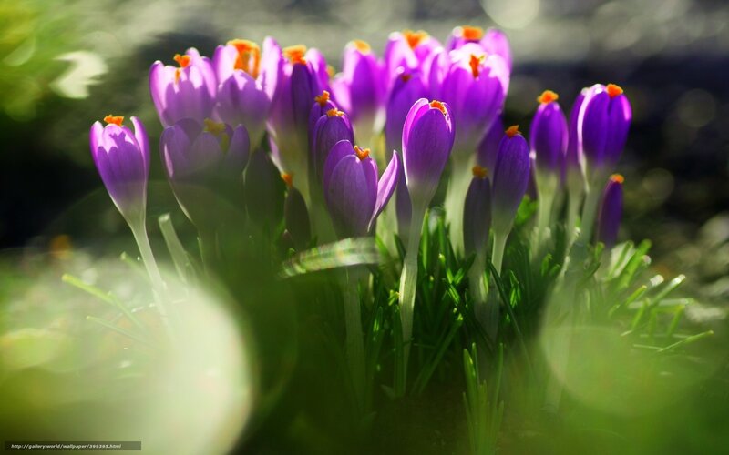 Purple crocuses in sunlight