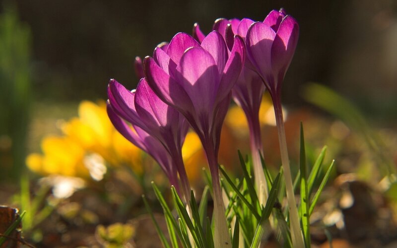 Purple crocuses in sunlight