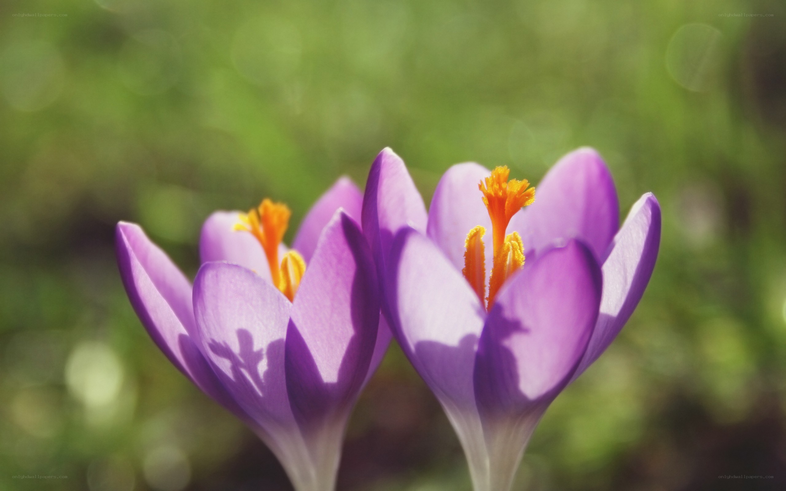 Purple crocuses in sunlight