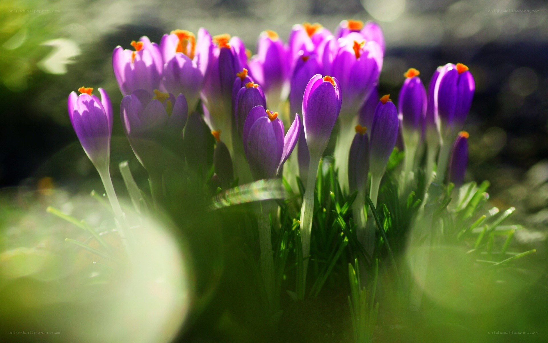 Purple crocuses in sunlight