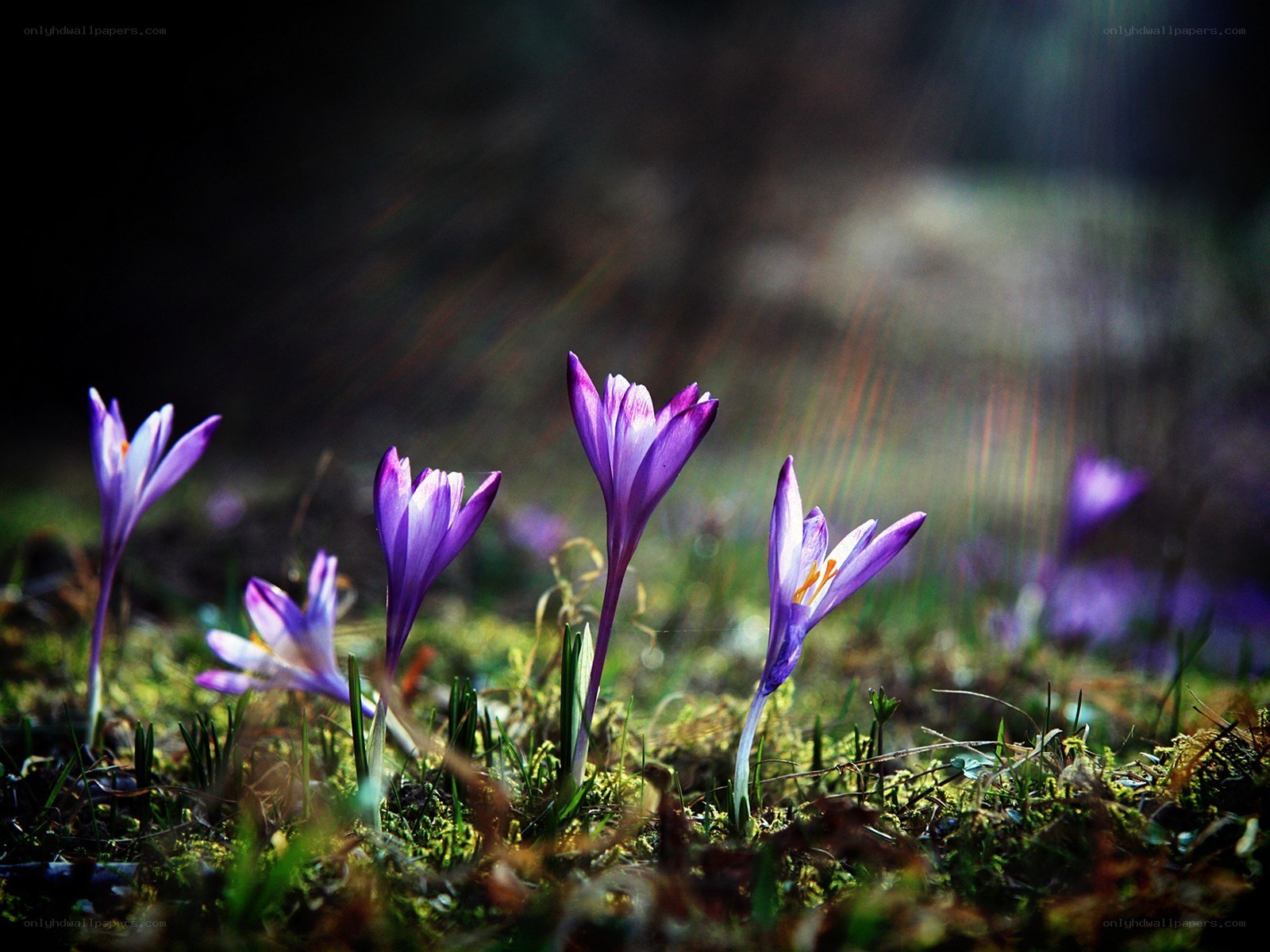 Purple crocuses in sunlight