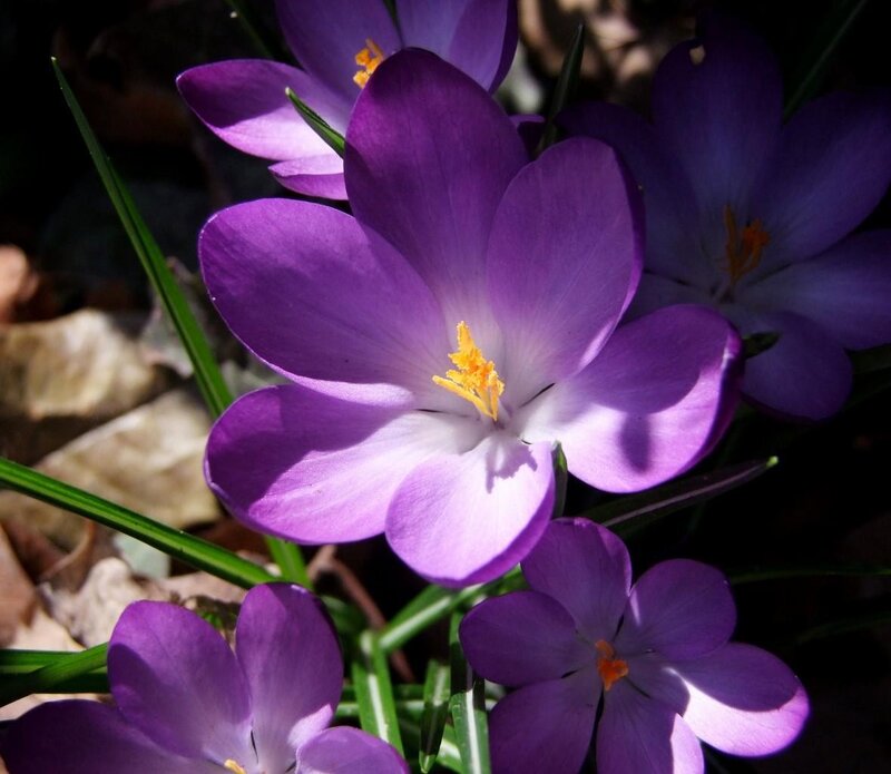 Purple crocuses in sunlight
