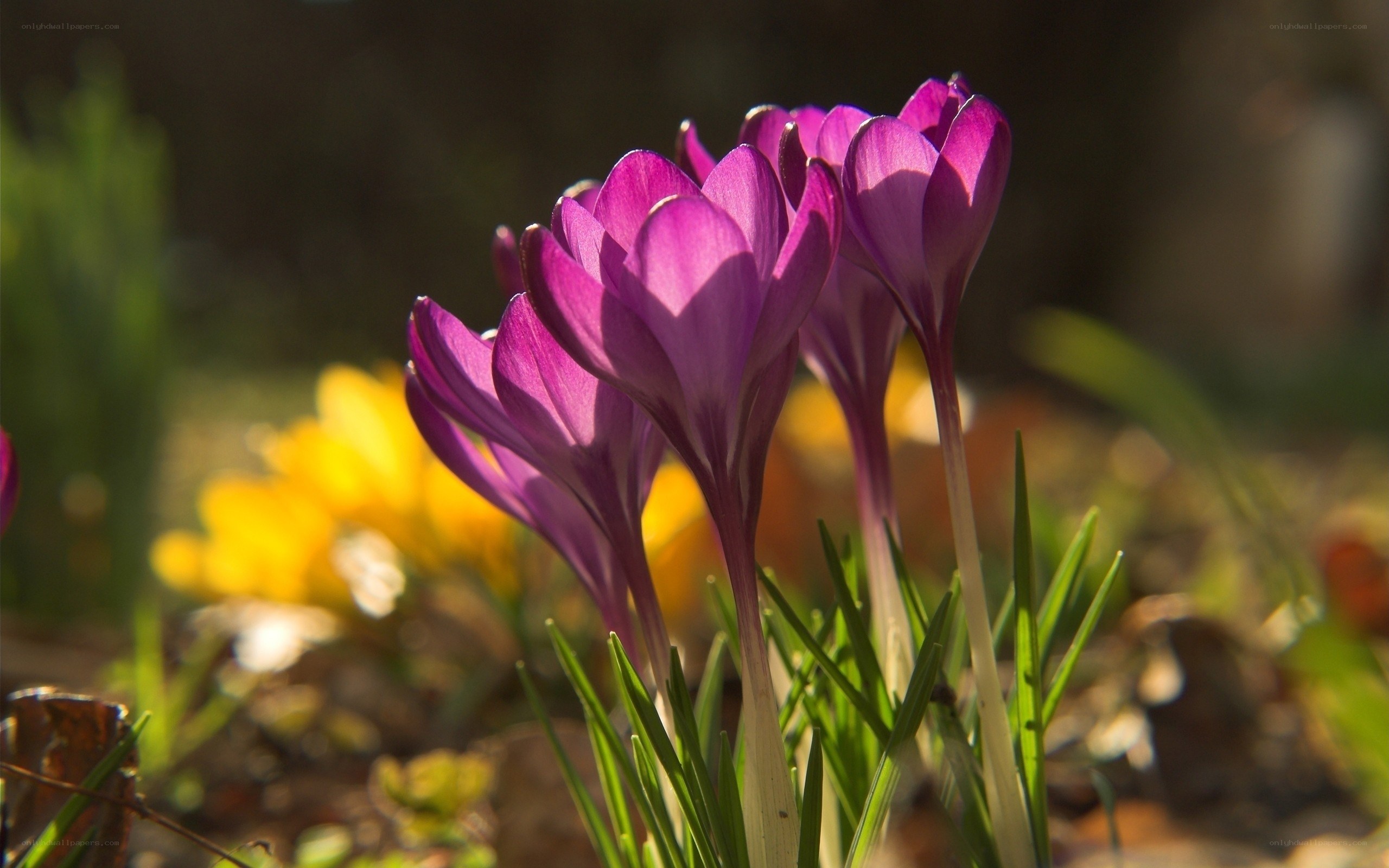 Purple crocuses in sunlight