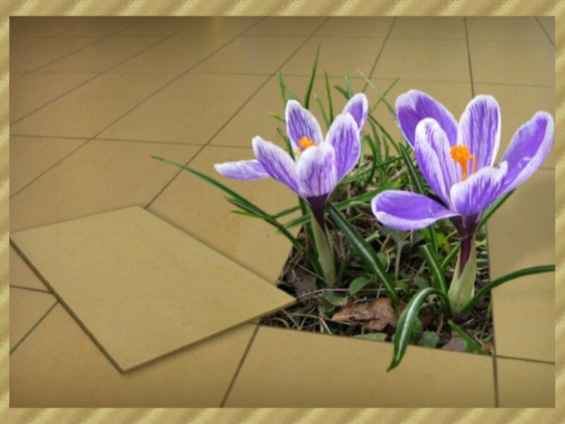 Purple crocuses in tiled floor