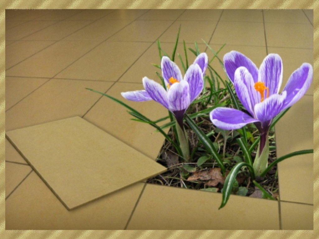 Purple crocuses in tiled floor