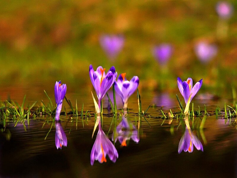 Purple crocuses in water