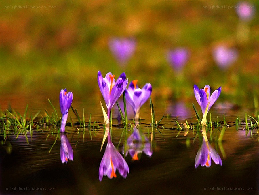 Purple crocuses in water