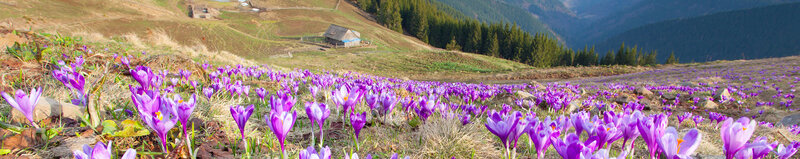 Purple Crocuses on Hillside — Serene, Spring