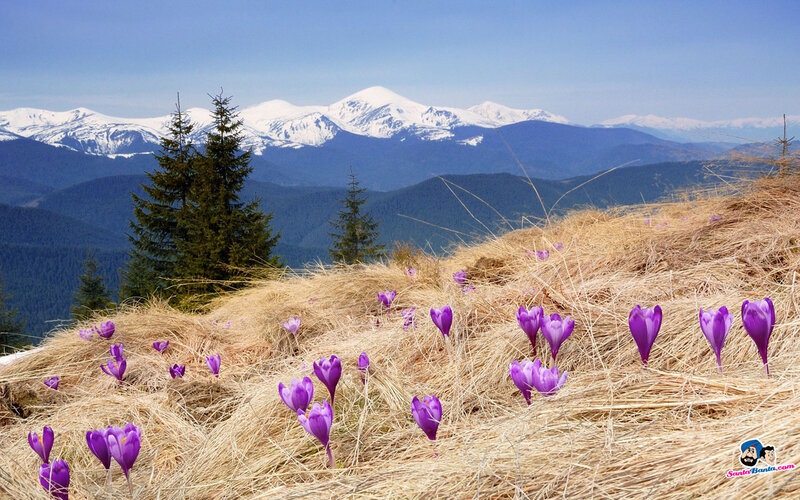 Purple Crocuses on Hillside — Serene