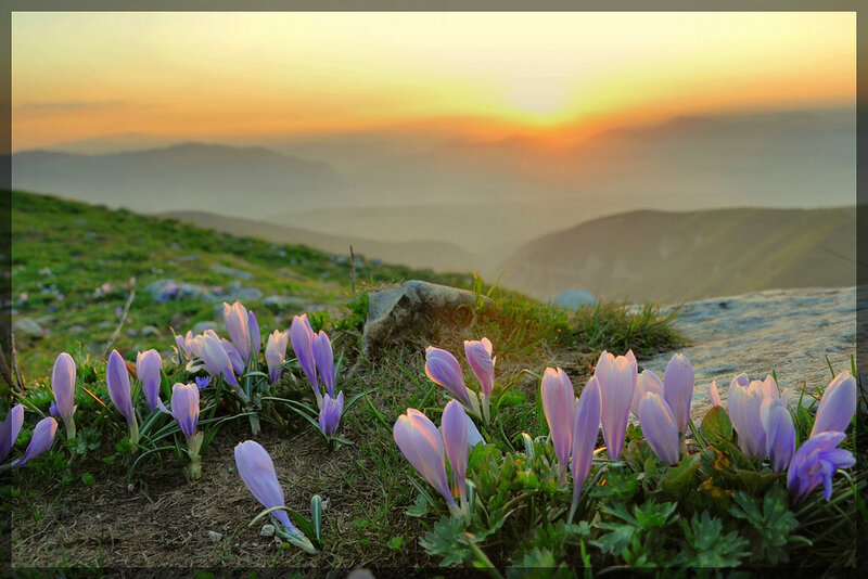 Purple Crocuses on Hillside