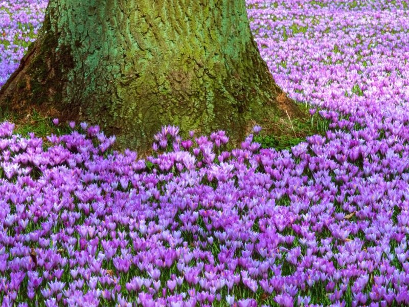 Purple Crocuses under Tree