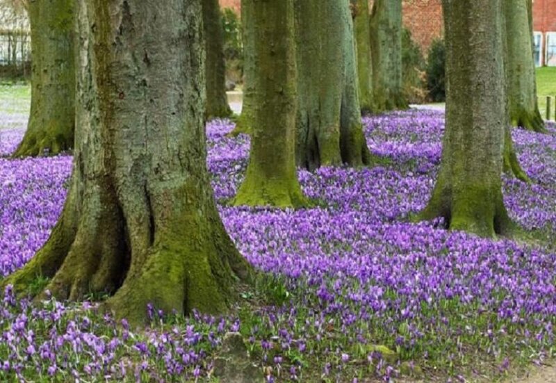 Purple Crocuses under Trees