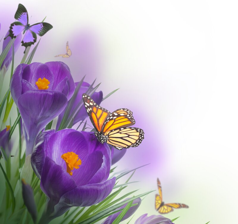 Purple Crocuses with Butterflies