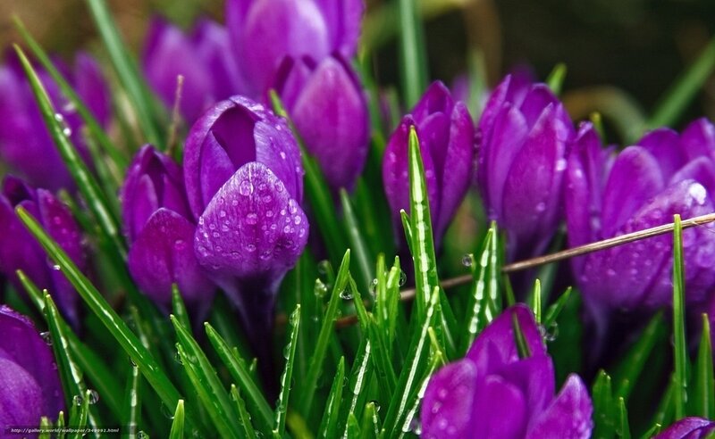 Purple crocuses with dew