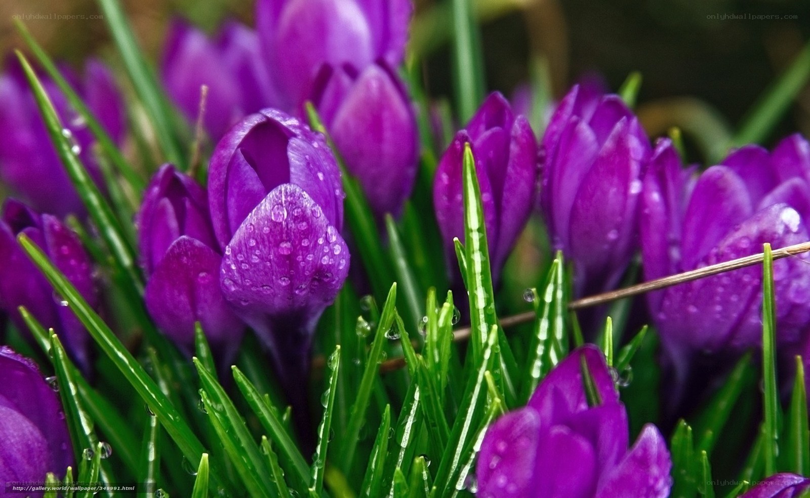 Purple crocuses with dew