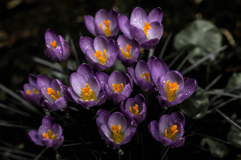 Purple crocuses with dew
