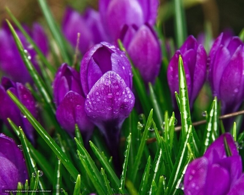 Purple crocuses with dew