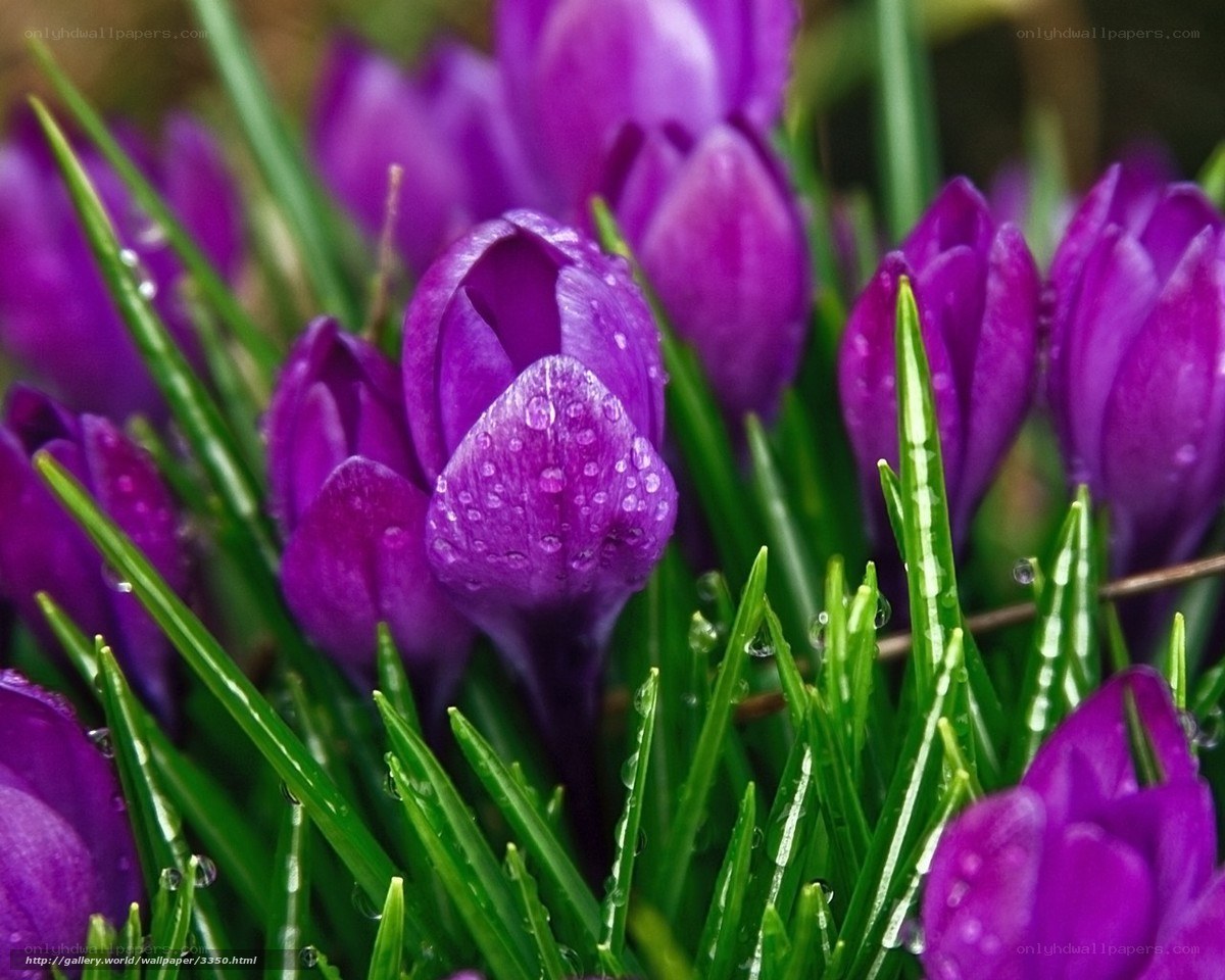 Purple crocuses with dew