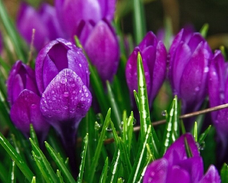 Purple crocuses with dewdrops