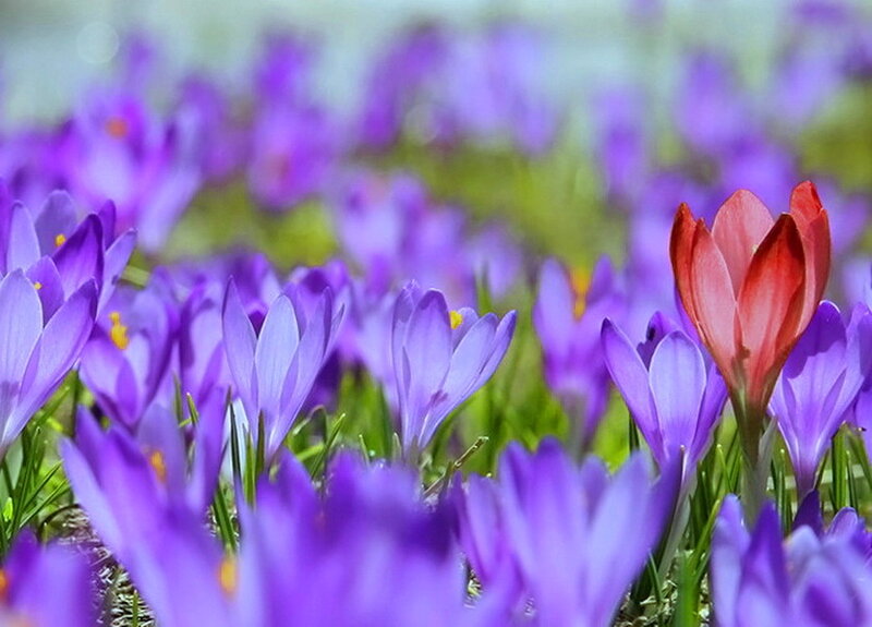 Purple Crocuses with One Red